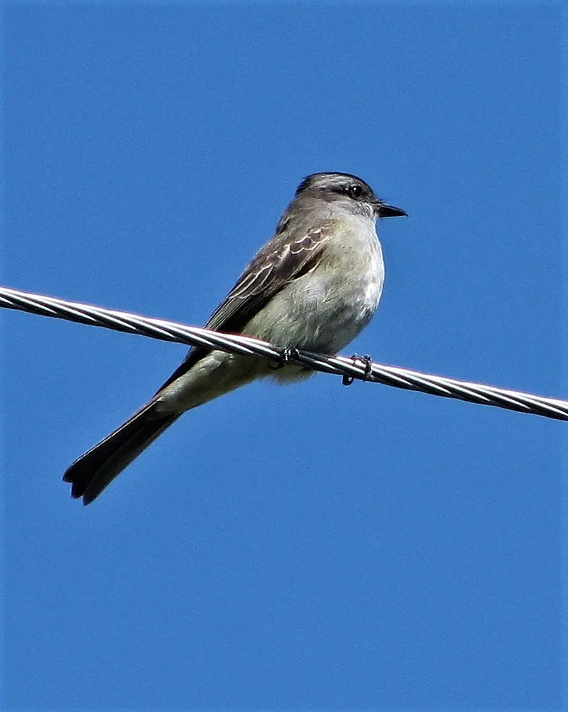 冠灰纹霸鹟(Empidonomus aurantioatrocristatus)