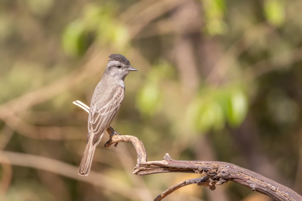冠灰纹霸鹟(Empidonomus aurantioatrocristatus)