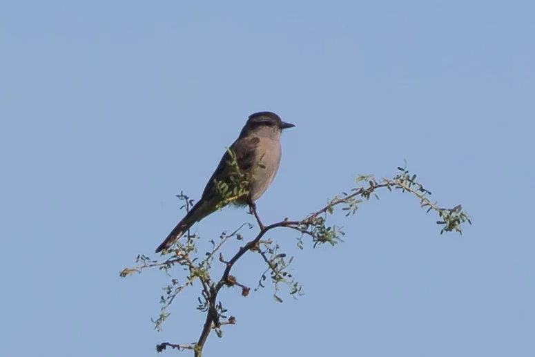冠灰纹霸鹟(Empidonomus aurantioatrocristatus)