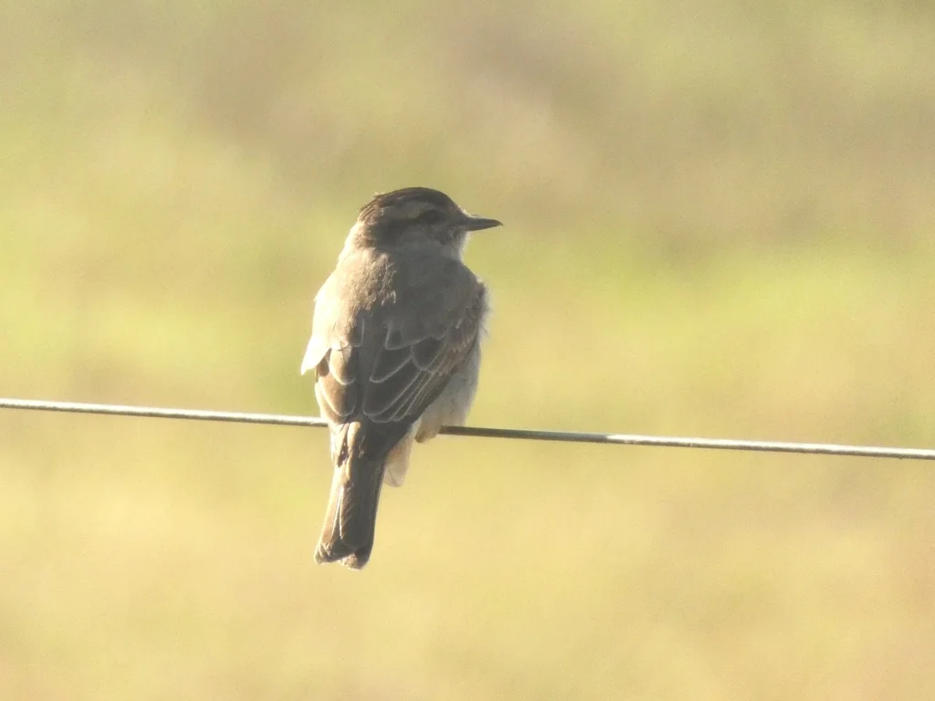 冠灰纹霸鹟(Empidonomus aurantioatrocristatus)