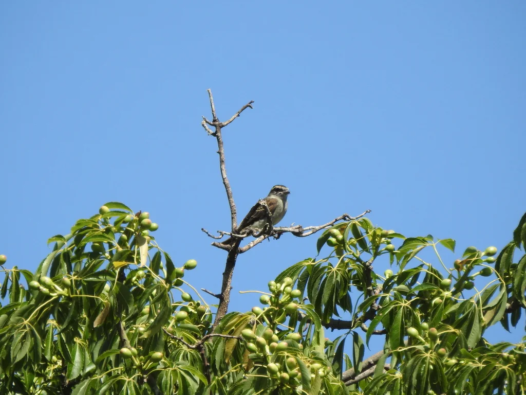 冠灰纹霸鹟(Empidonomus aurantioatrocristatus)