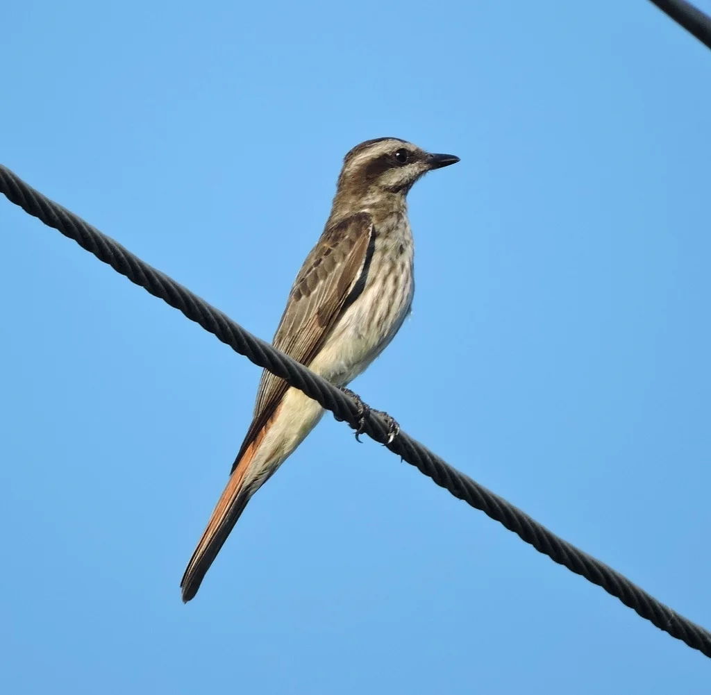 杂色纹霸鹟(Empidonomus varius)