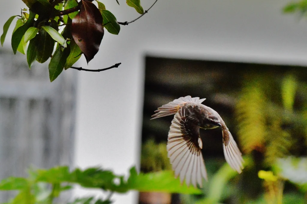 杂色纹霸鹟(Empidonomus varius)