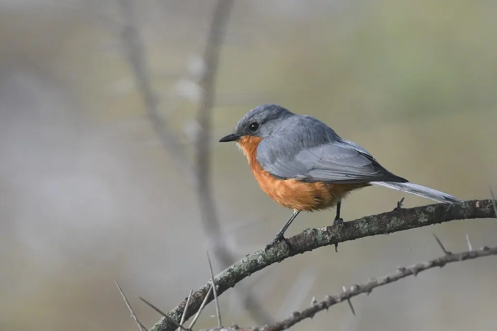 银鹟(Empidornis semipartitus)