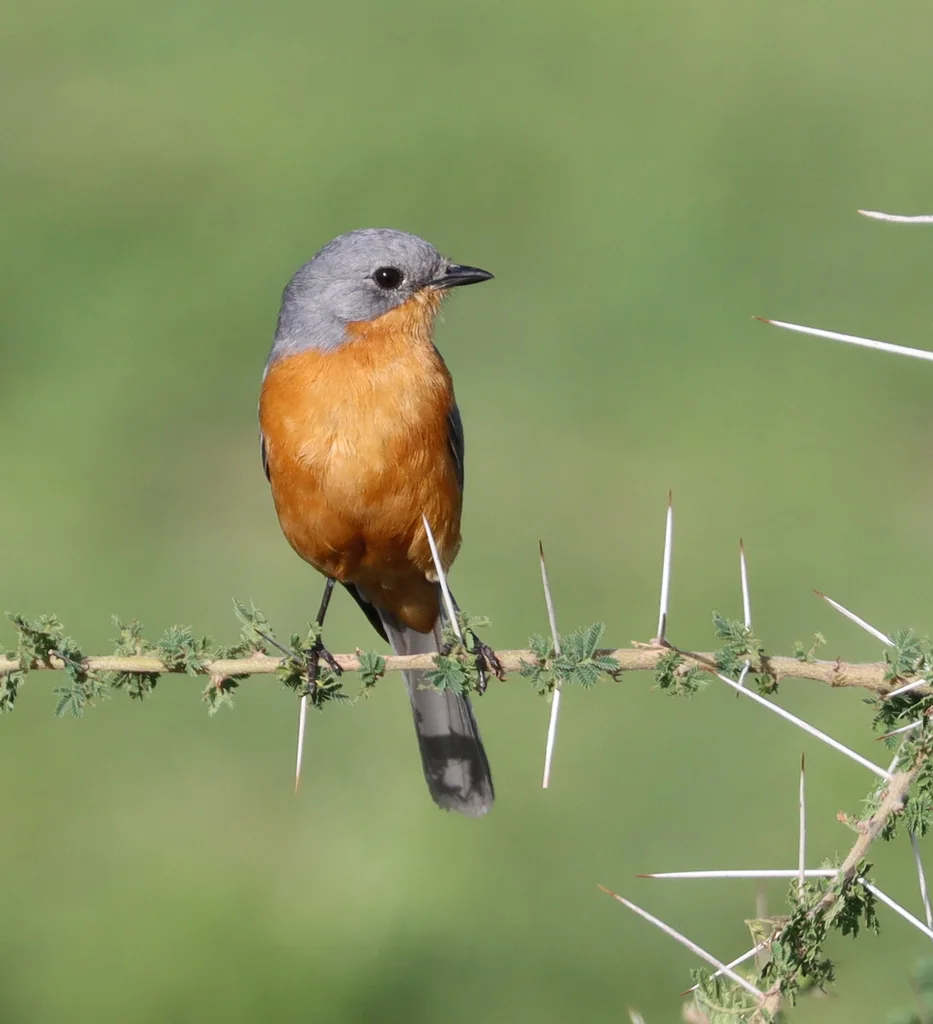 银鹟(Empidornis semipartitus)
