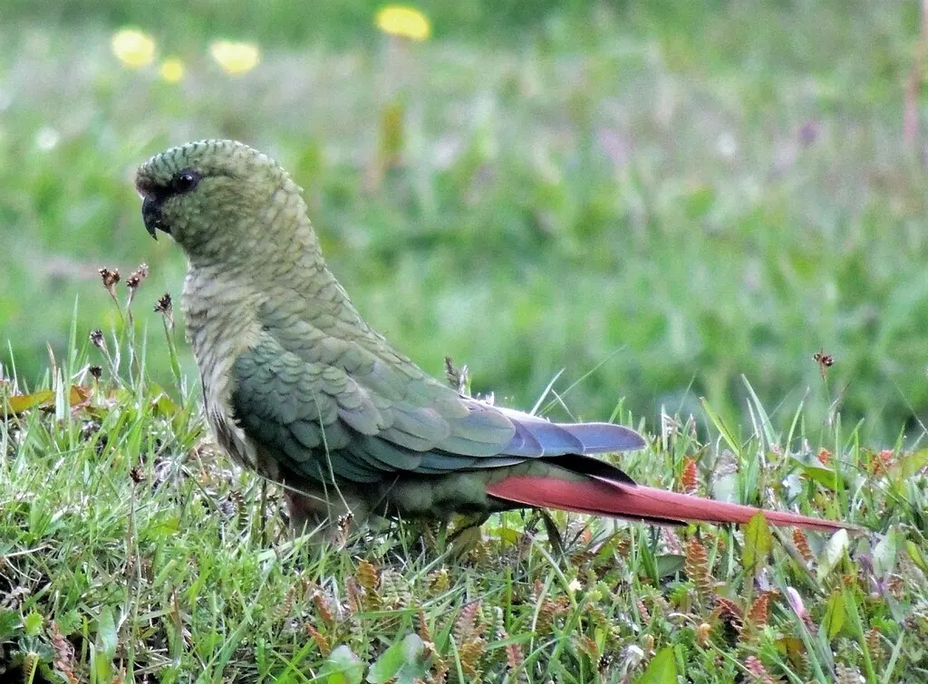 南鹦哥(Enicognathus ferrugineus)