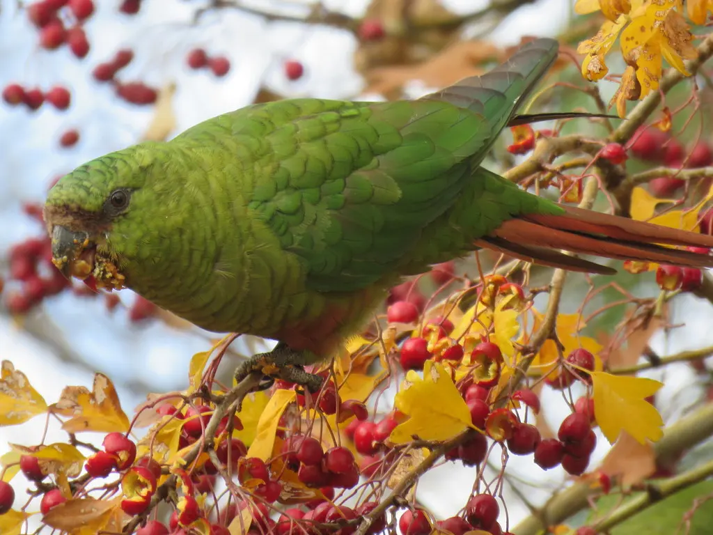 南鹦哥(Enicognathus ferrugineus)
