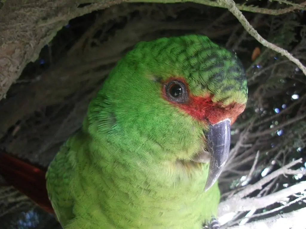 细嘴鹦哥(Enicognathus leptorhynchus)