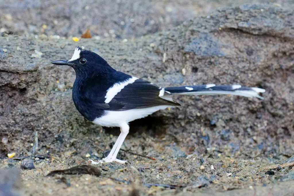 婆罗洲燕尾(Enicurus borneensis)