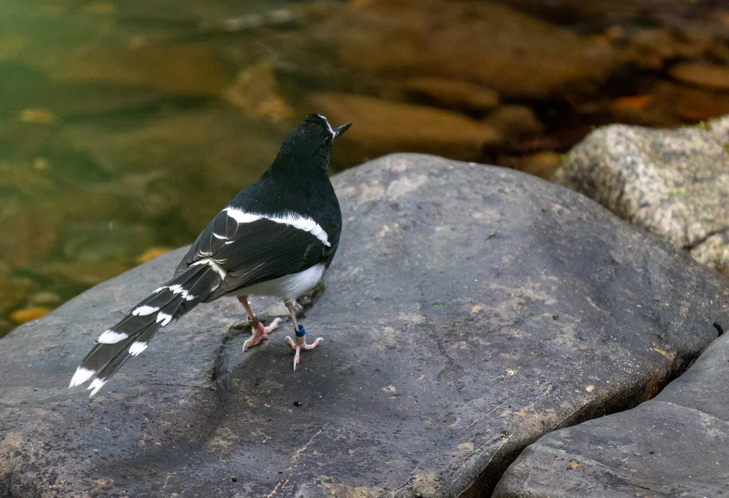 婆罗洲燕尾(Enicurus borneensis)