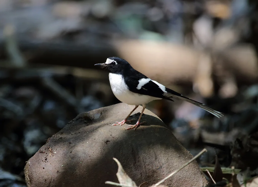黑背燕尾(Enicurus immaculatus)