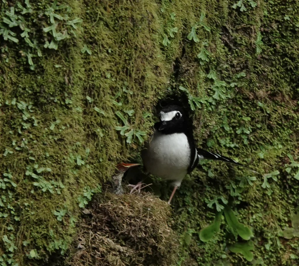 黑背燕尾(Enicurus immaculatus)