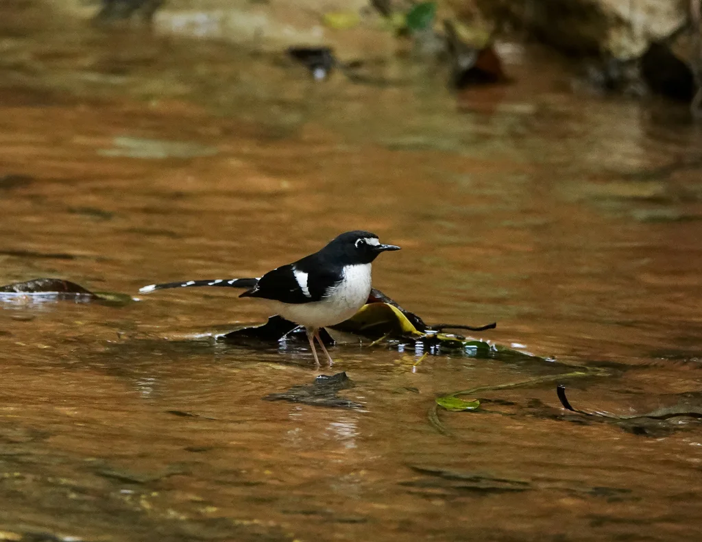 黑背燕尾(Enicurus immaculatus)