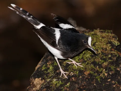 白冠燕尾