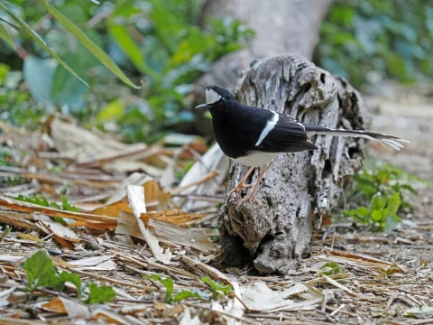 白冠燕尾