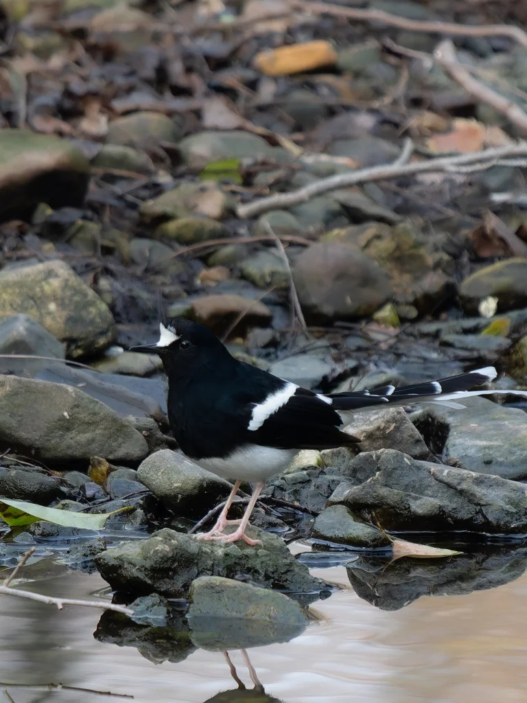 白冠燕尾(Enicurus leschenaulti)