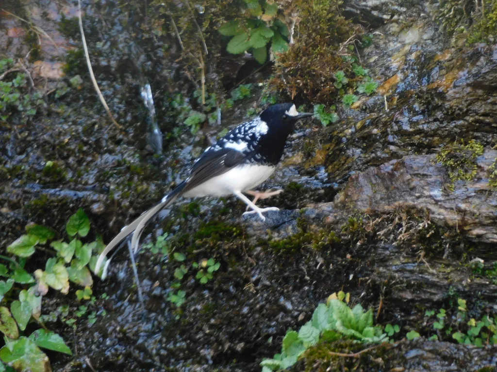 斑背燕尾(Enicurus maculatus)