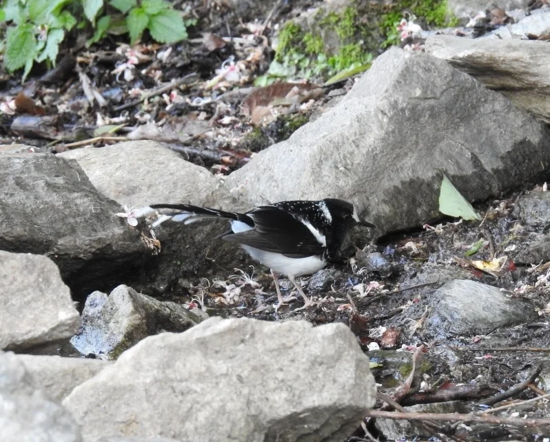 斑背燕尾(Enicurus maculatus)