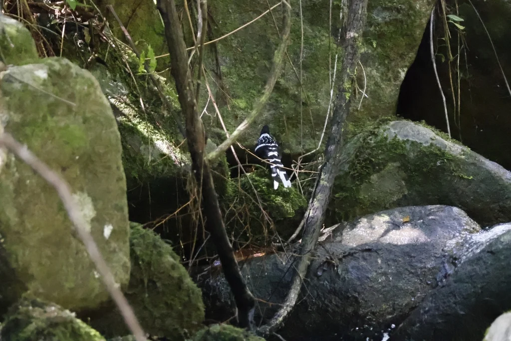 斑背燕尾(Enicurus maculatus)