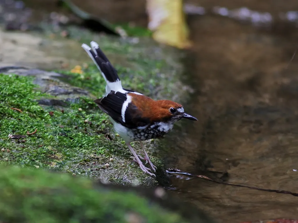 栗枕燕尾(Enicurus ruficapillus)