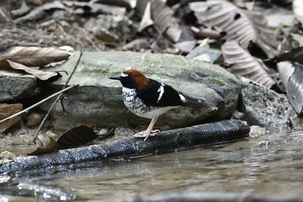 栗枕燕尾(Enicurus ruficapillus)