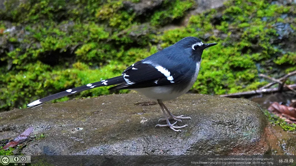 灰背燕尾(Enicurus schistaceus)