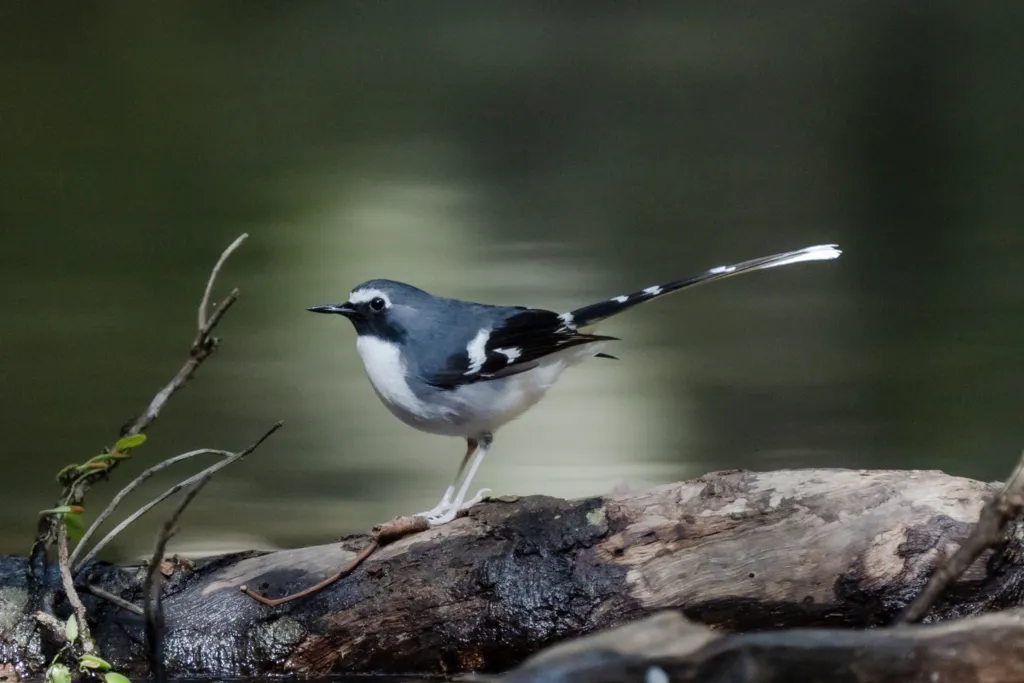 灰背燕尾(Enicurus schistaceus)