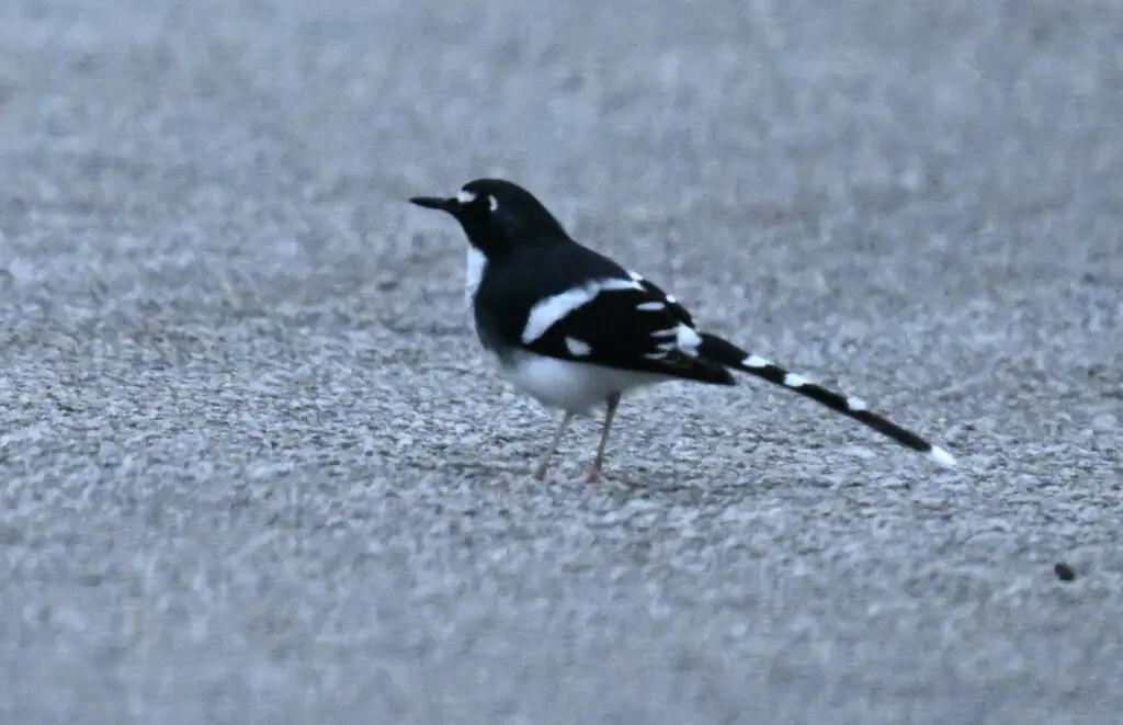 灰背燕尾(Enicurus schistaceus)
