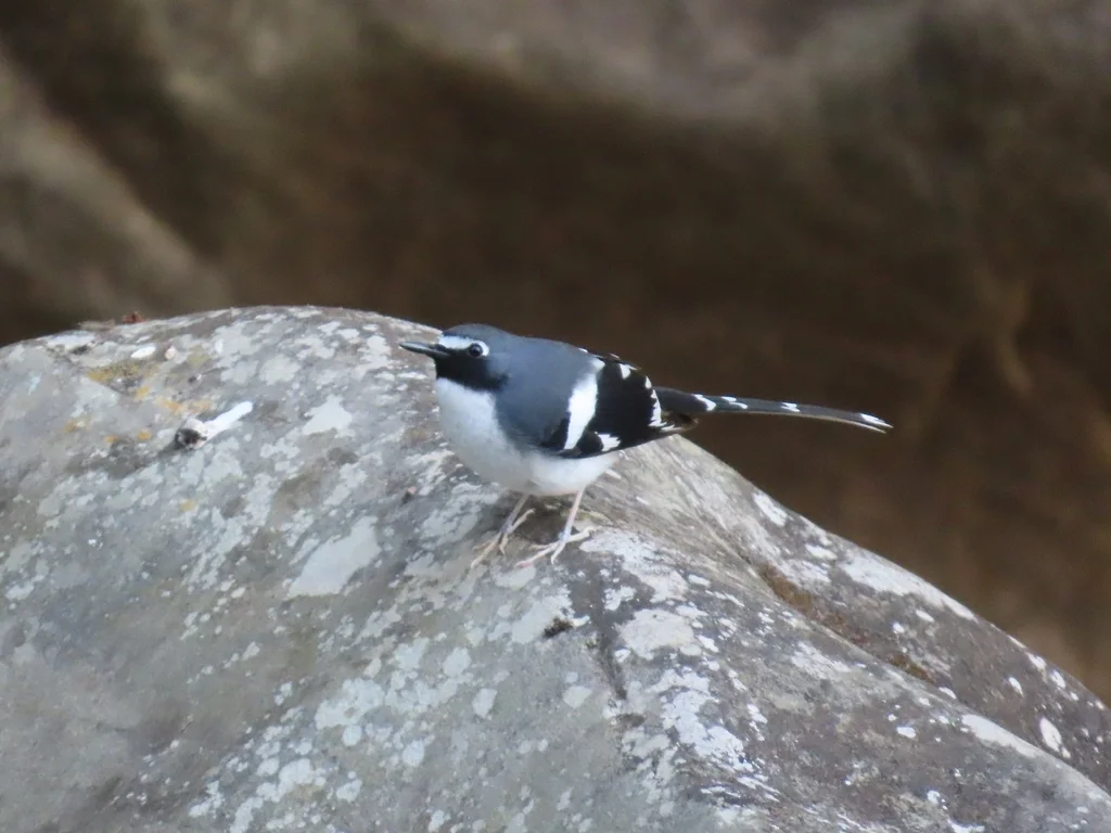 灰背燕尾(Enicurus schistaceus)