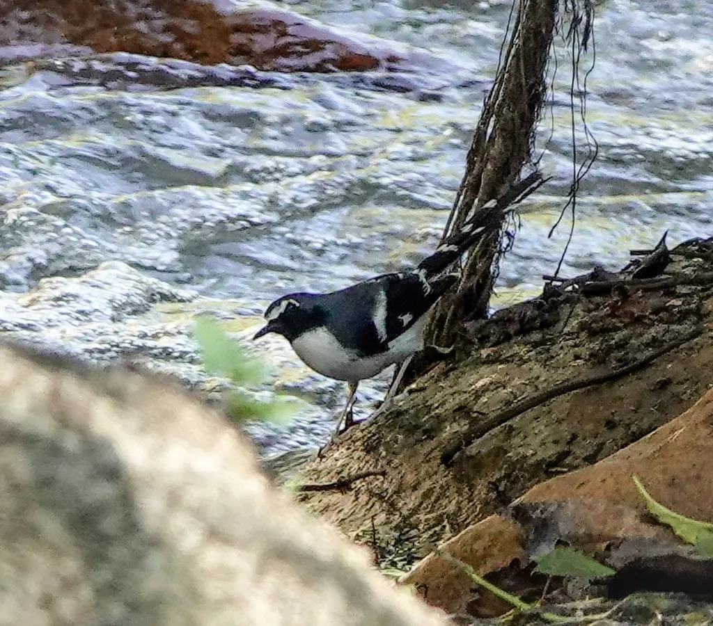 灰背燕尾(Enicurus schistaceus)