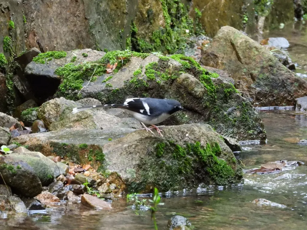 灰背燕尾(Enicurus schistaceus)