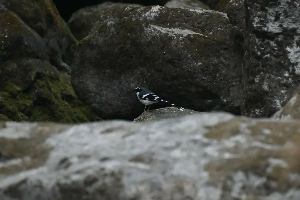 灰背燕尾(Enicurus schistaceus)