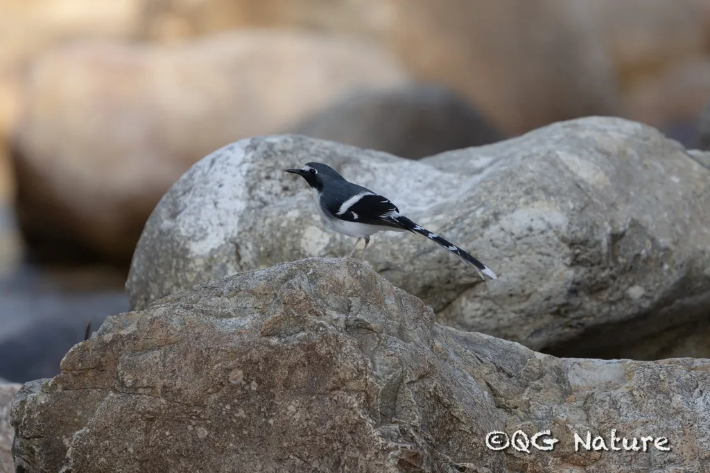 灰背燕尾(Enicurus schistaceus)