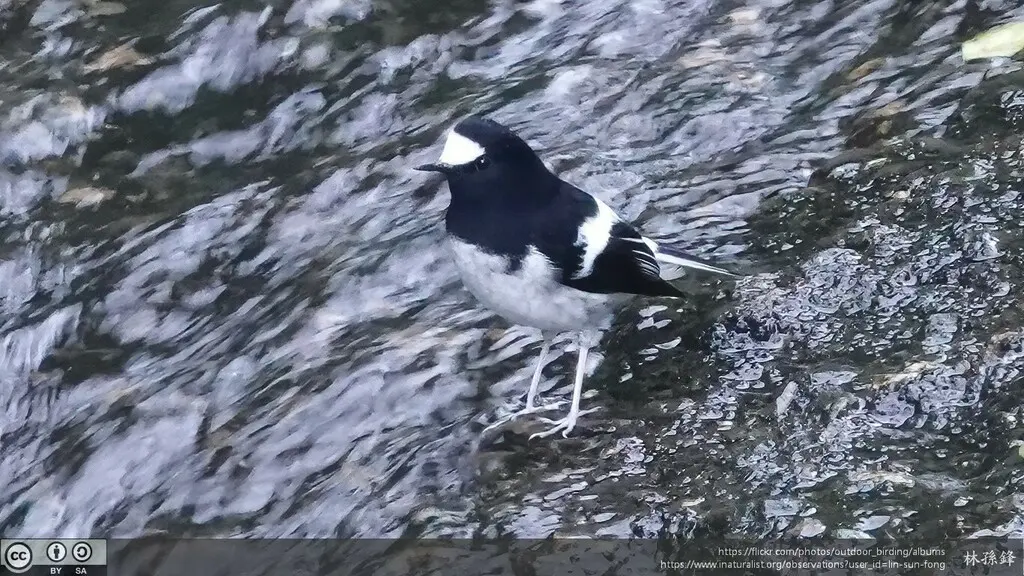 小燕尾(Enicurus scouleri)