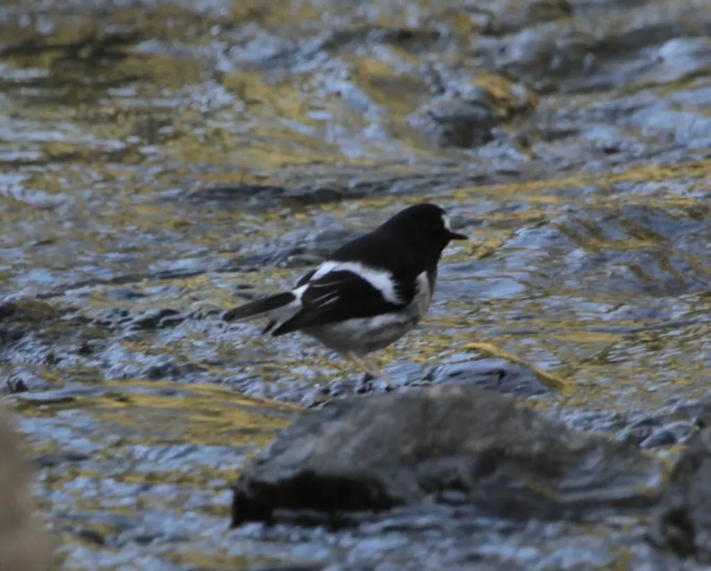小燕尾(Enicurus scouleri)