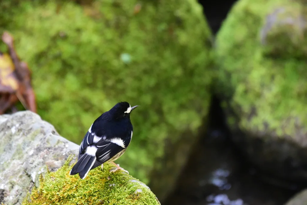 小燕尾(Enicurus scouleri)
