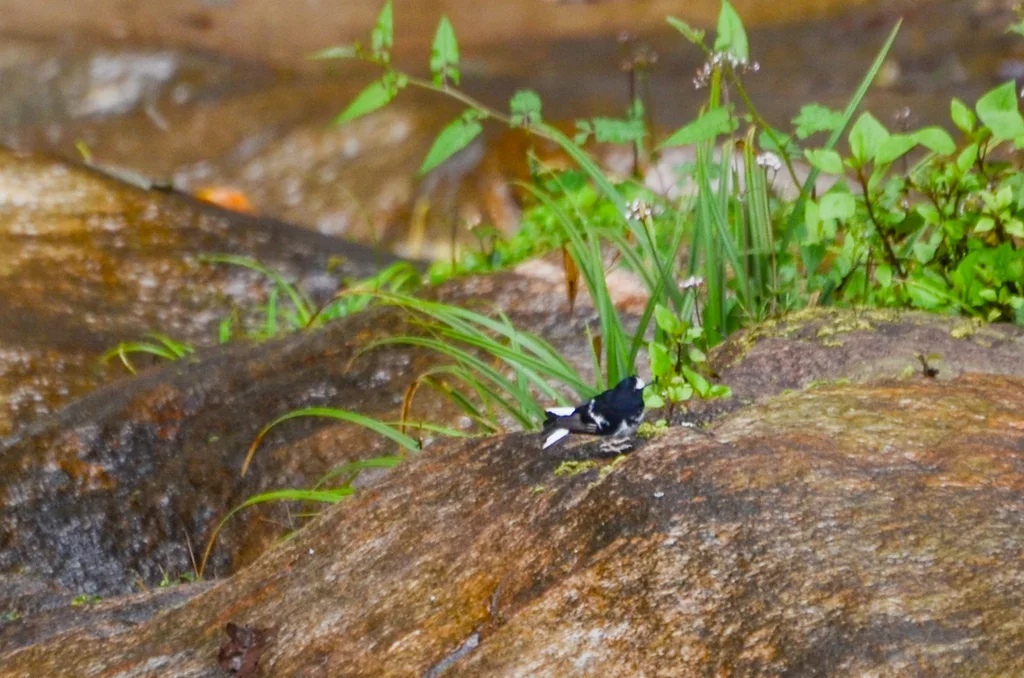 小燕尾(Enicurus scouleri)