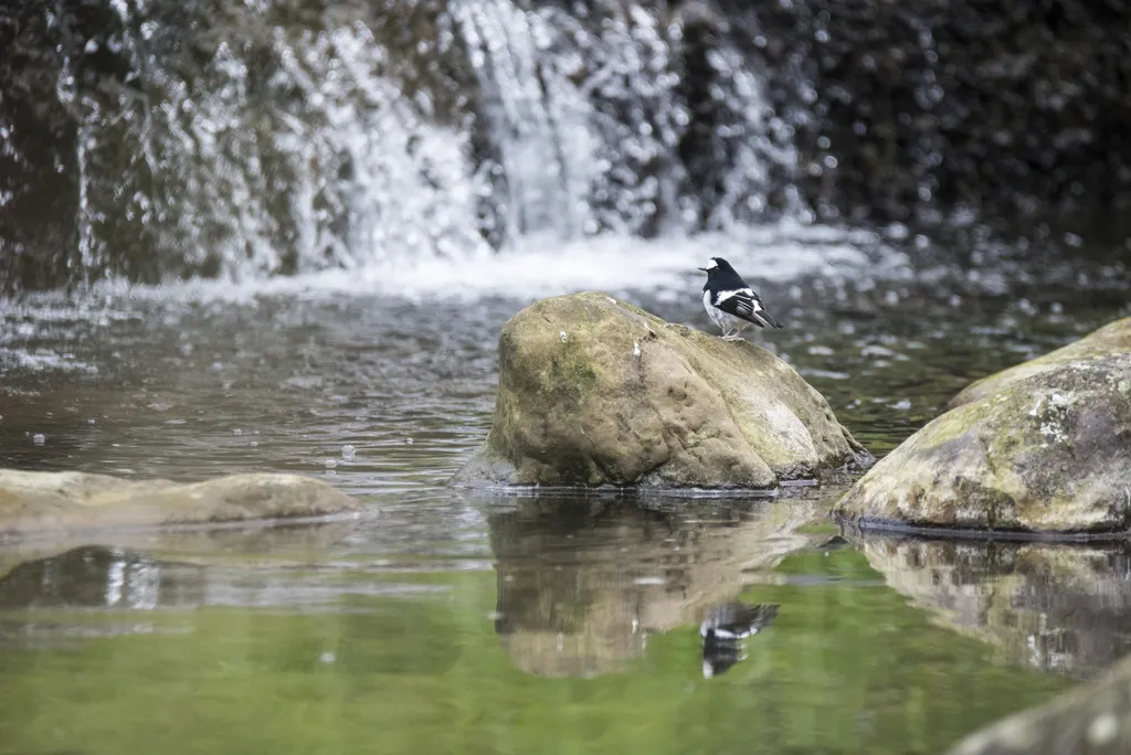 小燕尾(Enicurus scouleri)