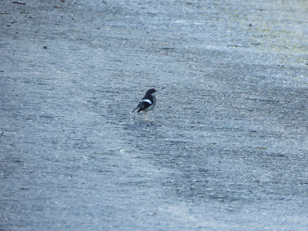 小燕尾(Enicurus scouleri)