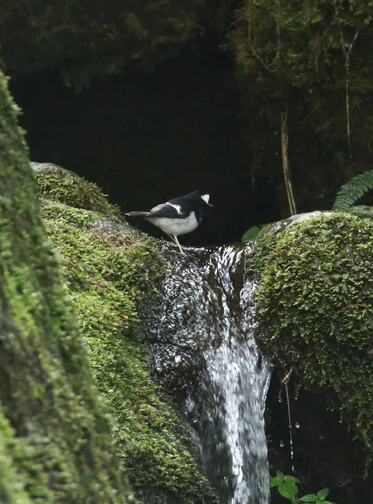 小燕尾(Enicurus scouleri)