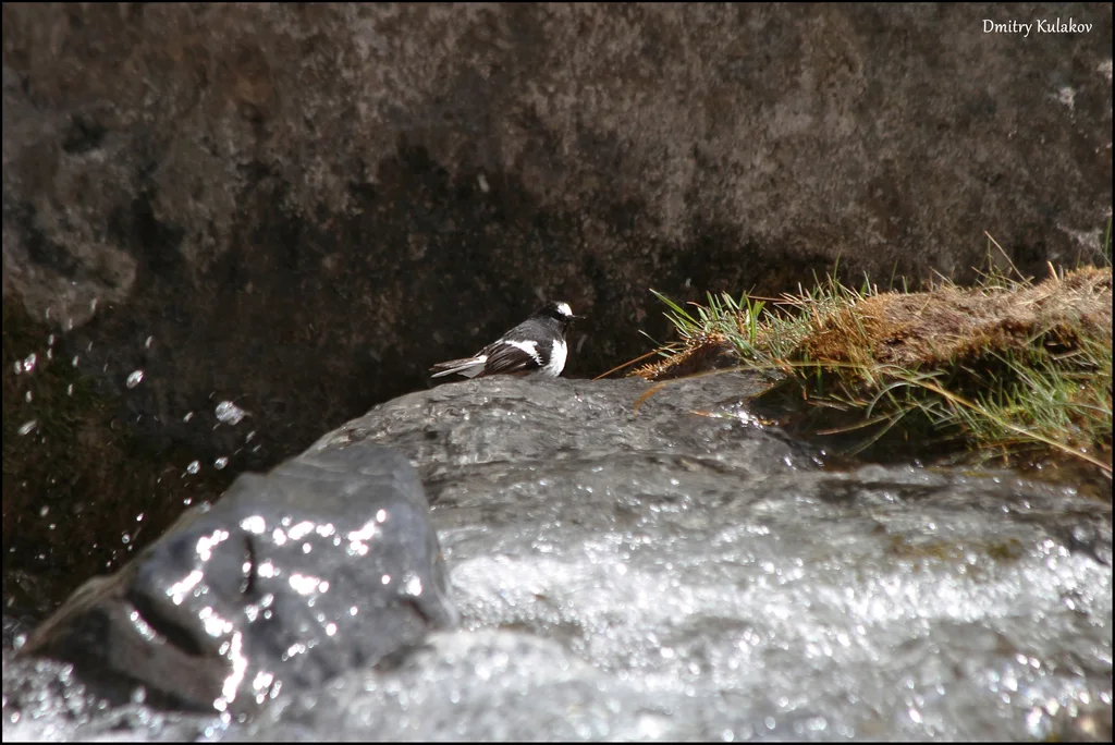 小燕尾(Enicurus scouleri)