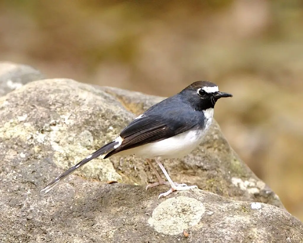 姬燕尾(Enicurus velatus)