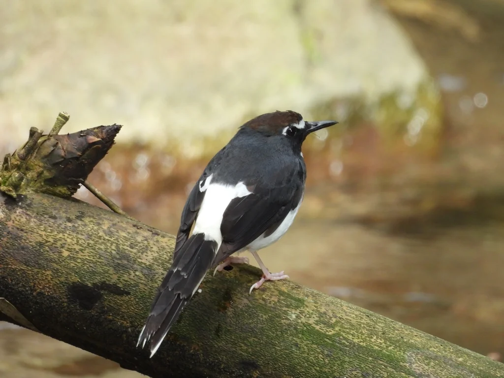 姬燕尾(Enicurus velatus)