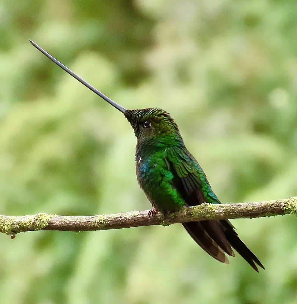 剑嘴蜂鸟(Ensifera ensifera)