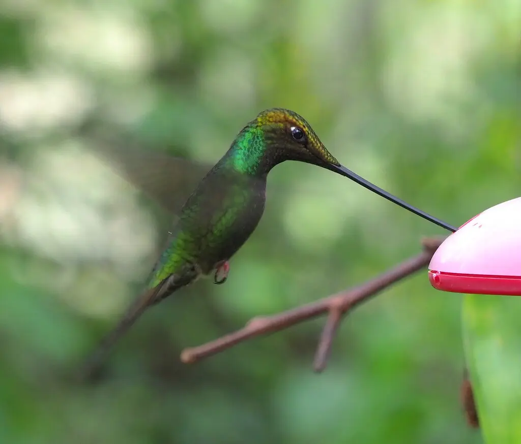 剑嘴蜂鸟(Ensifera ensifera)