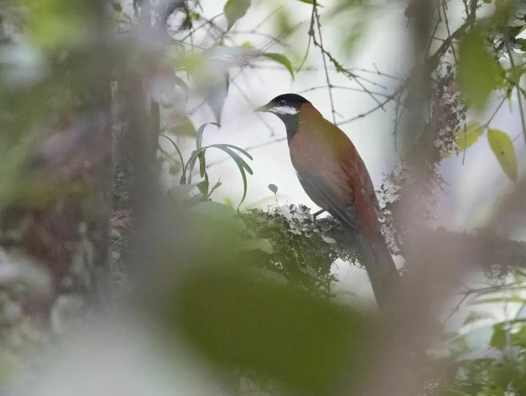 白耳孤鸫(Entomodestes leucotis)