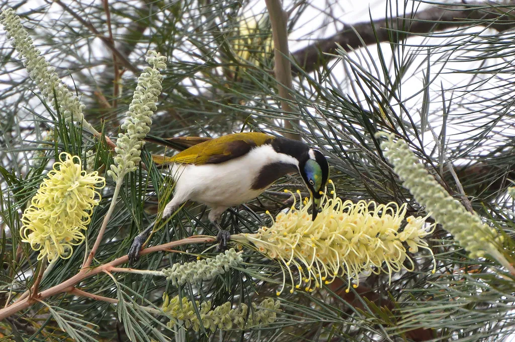 蓝脸吸蜜鸟(Entomyzon cyanotis)