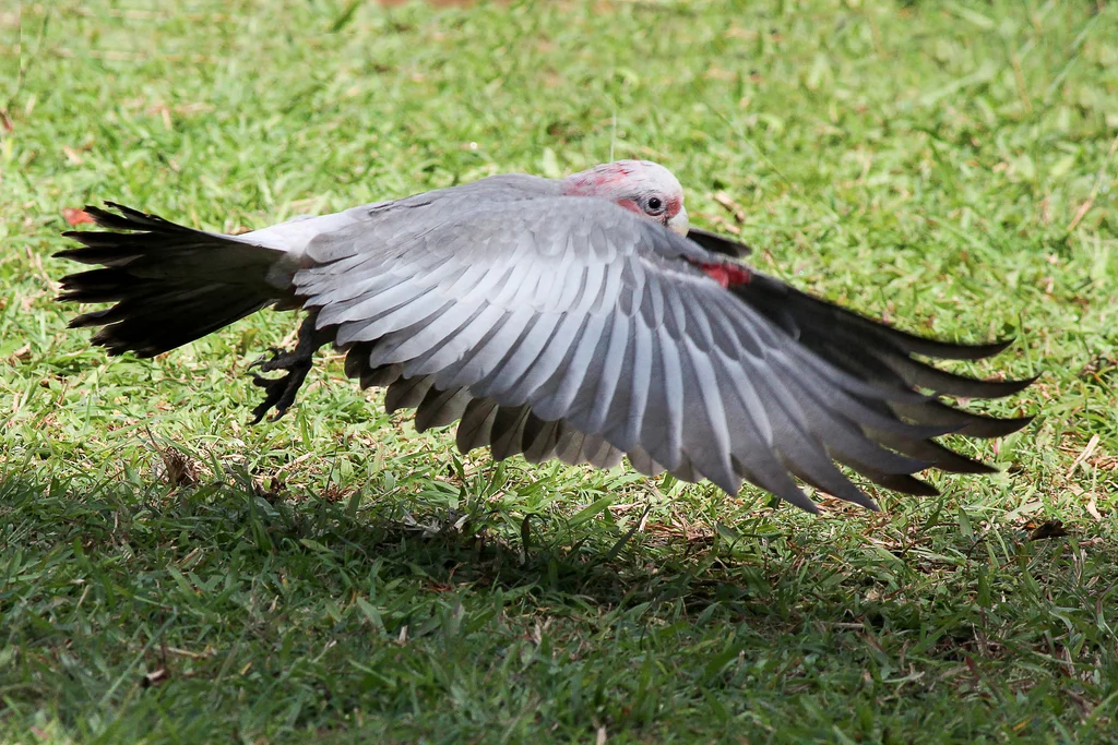 粉红凤头鹦鹉(Eolophus roseicapilla)
