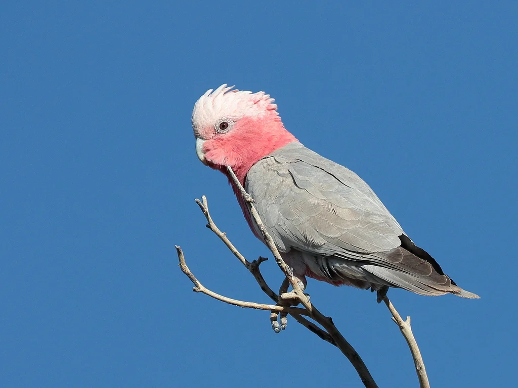 粉红凤头鹦鹉(Eolophus roseicapilla)