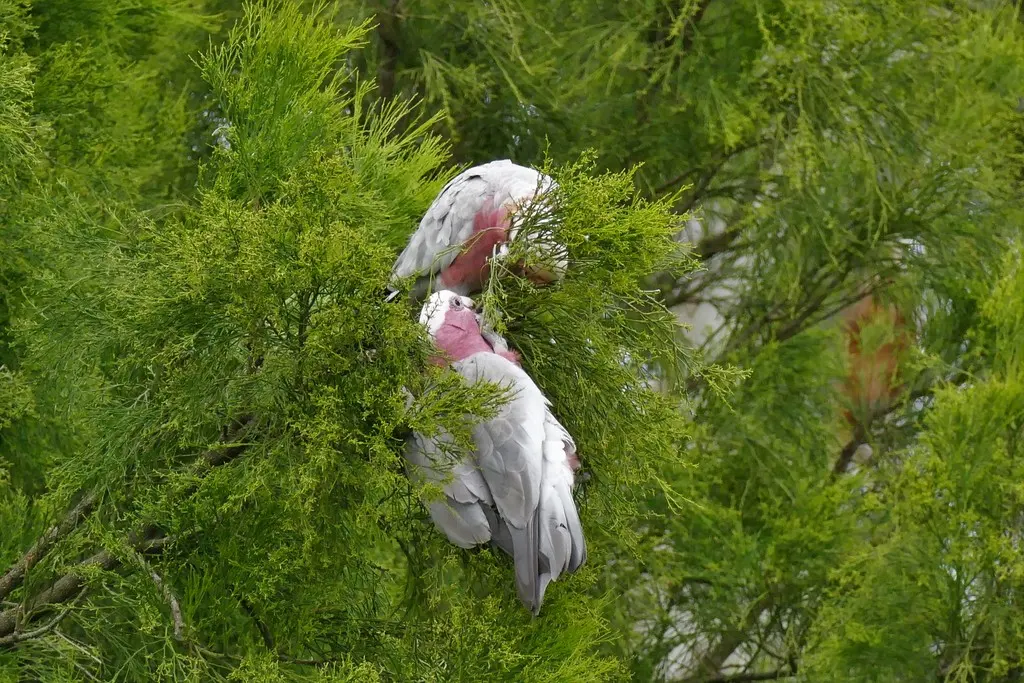 粉红凤头鹦鹉(Eolophus roseicapilla)